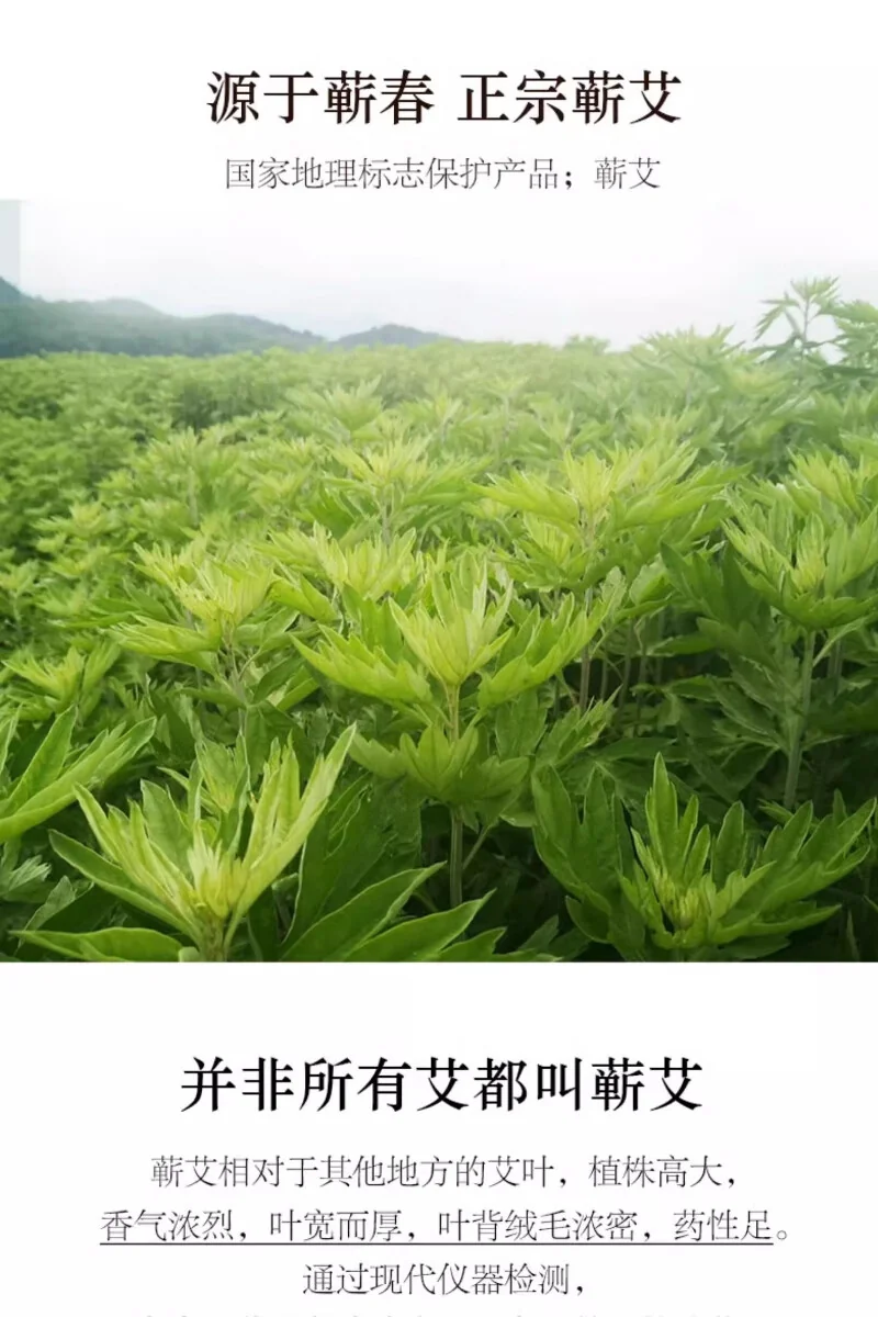 【中国直邮，时效5-12天】艾姥姥 蕲艾叶饼艾草泡脚药包儿童泡澡家用足浴养生洗脚祛寒湿气蕲春艾叶 12片/盒（2盒装） detail image 9