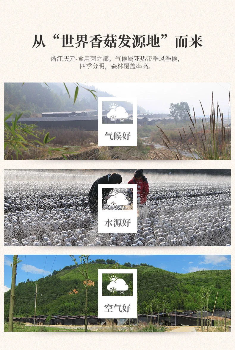 【中国直邮，时效7-15天】百山祖 香信菇特产干货香菇 煲汤食材炖排骨汤炒菜 两盒装 共300g 详情图 2