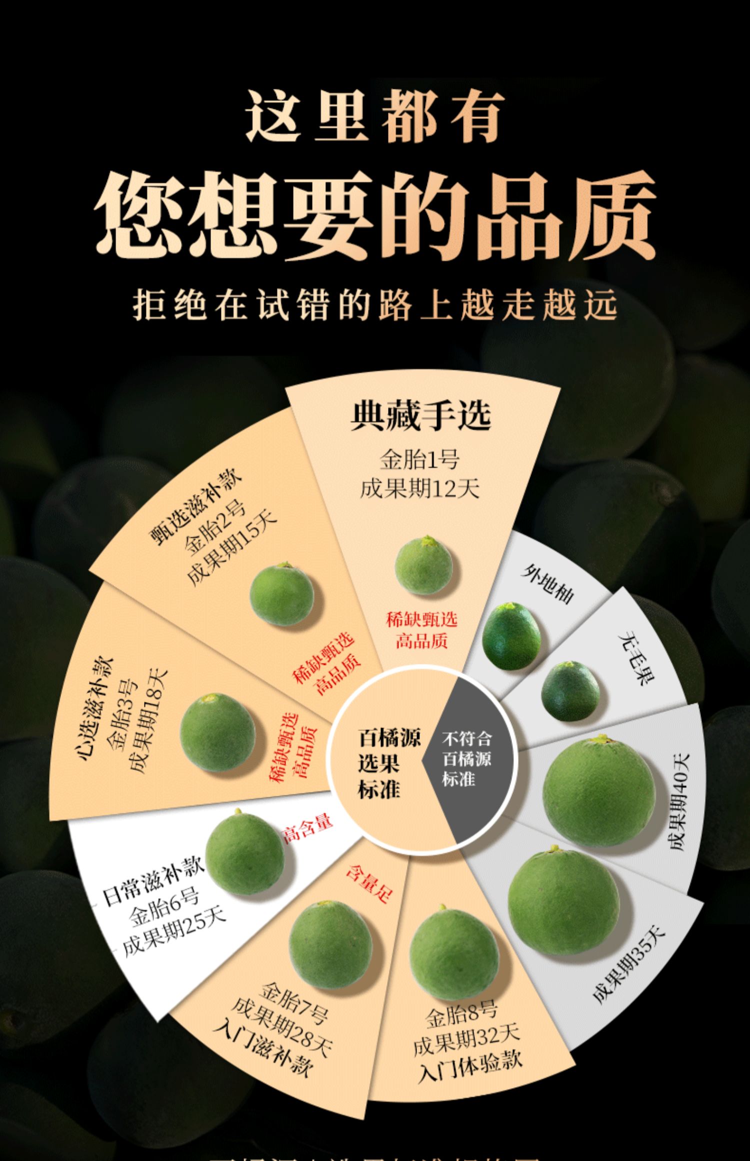 百橘源 正宗化州化橘红片果皮1mm金胎3号产品图