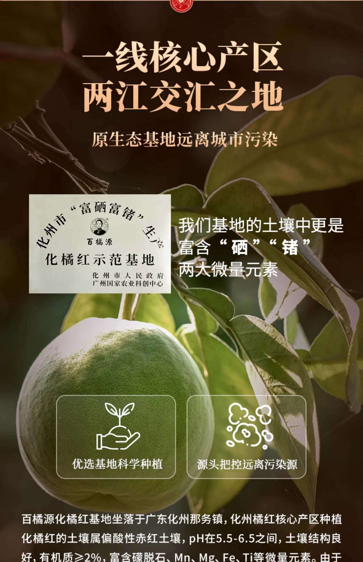 百橘源正宗化州橘红果片谷雨金胎3号产品图