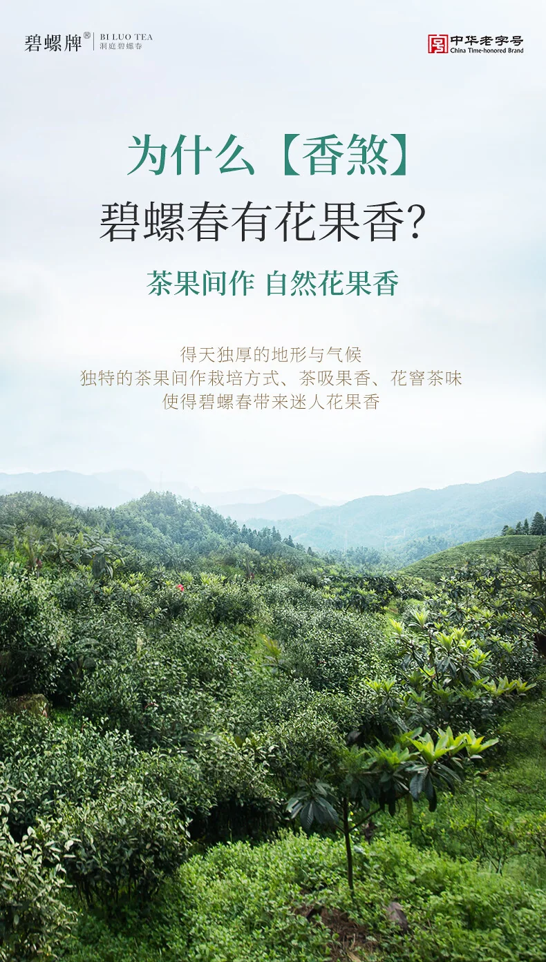 【中国直邮，时效5-12天】碧螺2026年春茶绿茶苏州洞庭碧螺春嫩香绿茶一级AAA100g明前新茶罐装 detail image 5