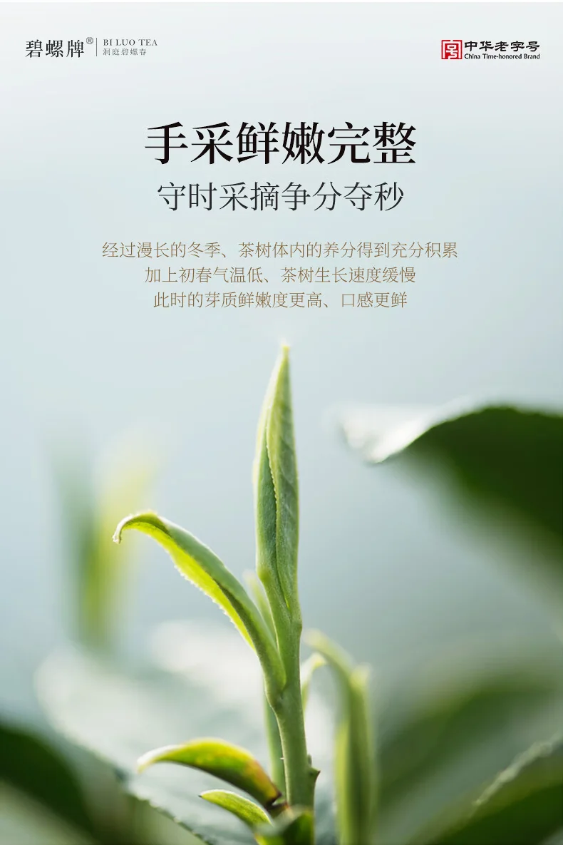 【中国直邮，时效5-12天】碧螺2026年春茶绿茶苏州洞庭碧螺春嫩香绿茶一级AAA100g明前新茶罐装 detail image 6