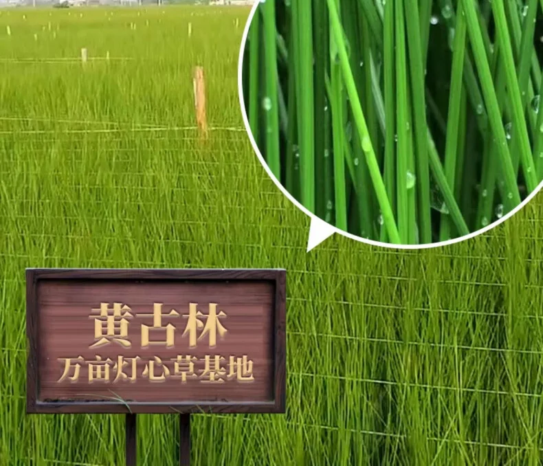 黄古林 凉席天然海绵草席三件套 床席款 天然青草香 1.8米床 200cm*180cm 详情图 10