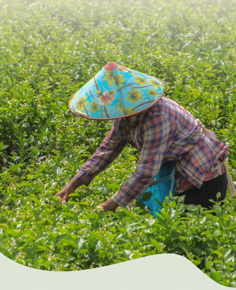 品品香 茶叶 特种烘青茉莉花茶 香朵朵茉莉雪龙 茶叶礼盒节日送礼280克 detail image 8