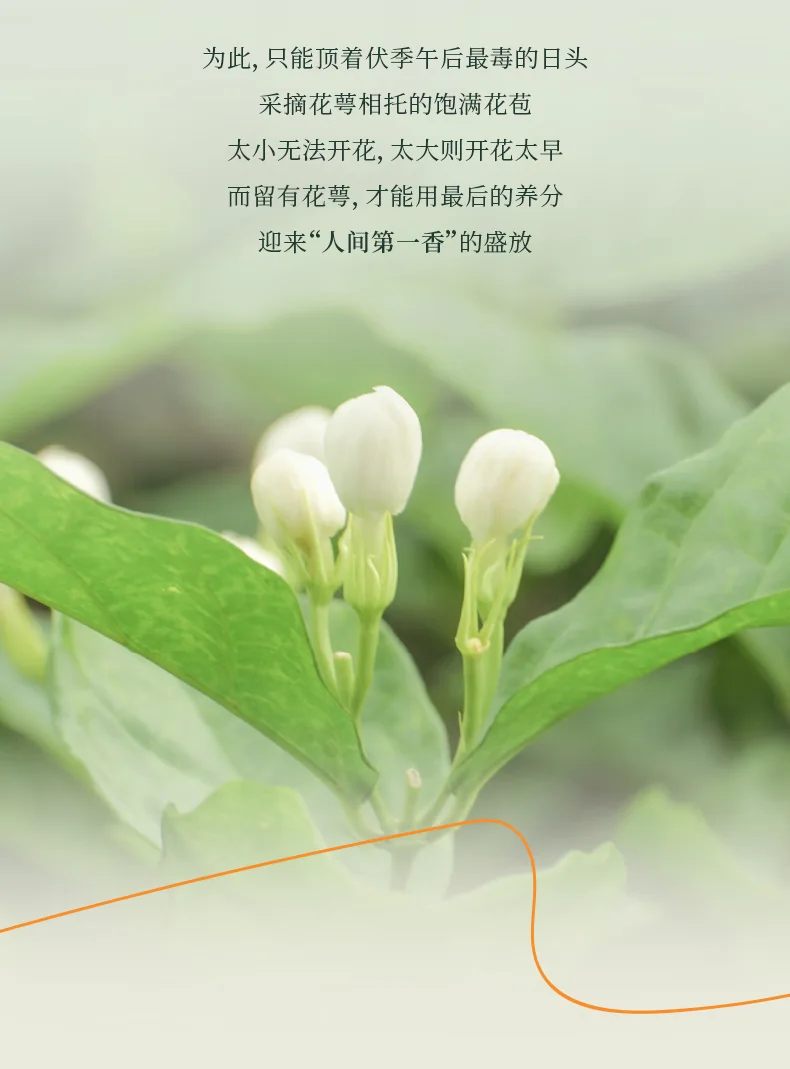 品品香 茶叶 特种烘青茉莉花茶 香朵朵茉莉雪龙 茶叶礼盒节日送礼280克 detail image 9