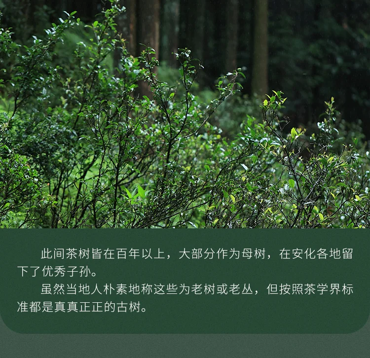 Dragonfly Tea Fields,Gaoma Cangjuan,Imperial Tribute Tea,Thousand-Tael Tea Cake, 680g detail image 8
