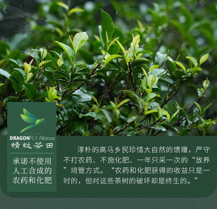 Dragonfly Tea Fields,Gaoma Cangjuan,Imperial Tribute Tea,Thousand-Tael Tea Cake, 680g detail image 10