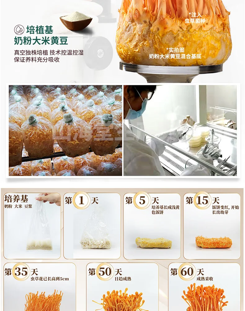 【中国直邮，时效7-15天】山海堂 有机蛹虫草金虫草花 干货菌菇煲汤【特级奶香】金装粗排草250g 详情图 4