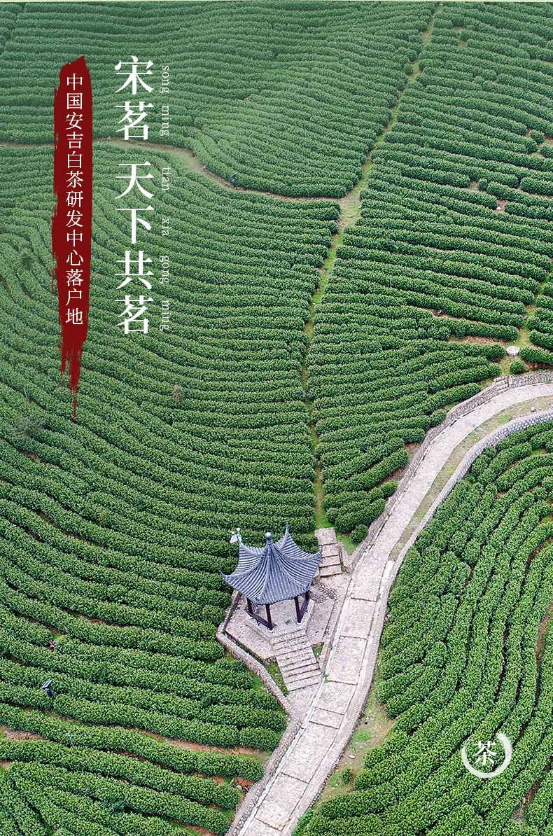 【中国直邮，时效7-15天】宋茗白茶 2026新茶绿茶 宋茗白茶75g明前特级正宗春茶珍稀绿茶竹韵金 详情图 13