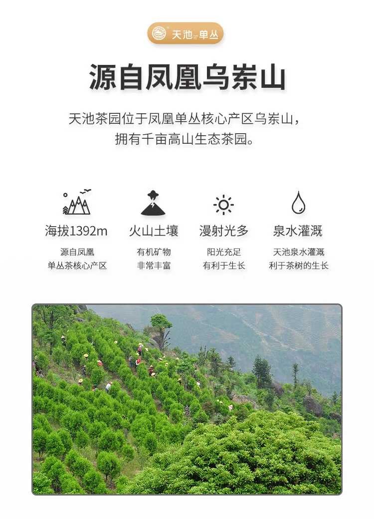 天池乌龙茶传承凤凰单丛茶单枞鸭屎香 一级125g罐装茶叶送礼 detail image 10