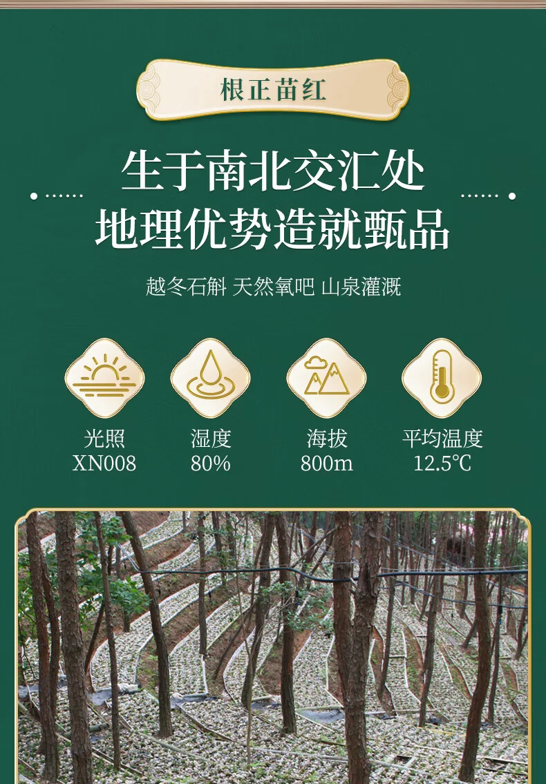 【中国直邮，时效10-15天】 天下泽雨 【送礼优选】安徽霍山石斛枫斗 3年生铁皮石斛 胶质丰富 送礼礼盒20g/50g detail image 3