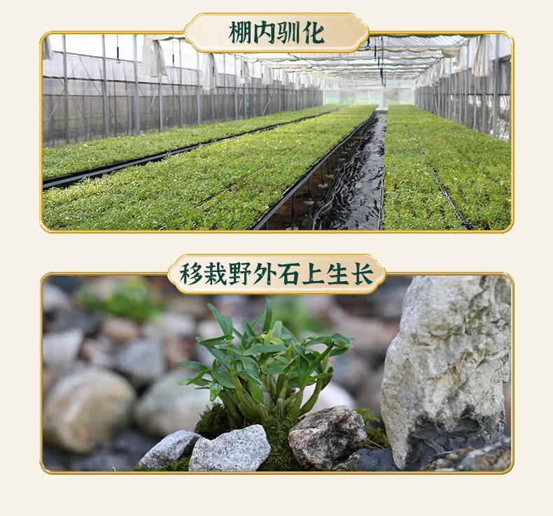 【中国直邮，时效10-15天】 天下泽雨 【送礼优选】安徽霍山石斛枫斗 3年生铁皮石斛 胶质丰富 送礼礼盒20g/50g detail image 5