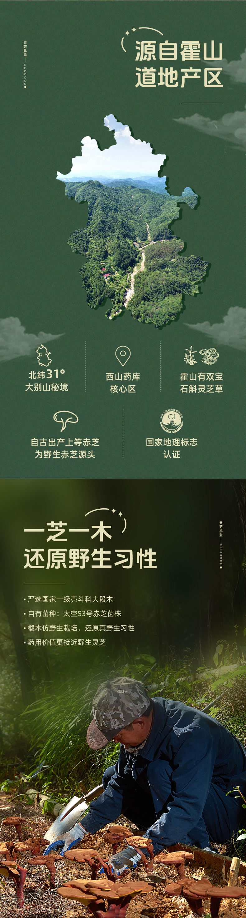 天下泽雨 道地产区霍山赤灵芝片赤芝菌株