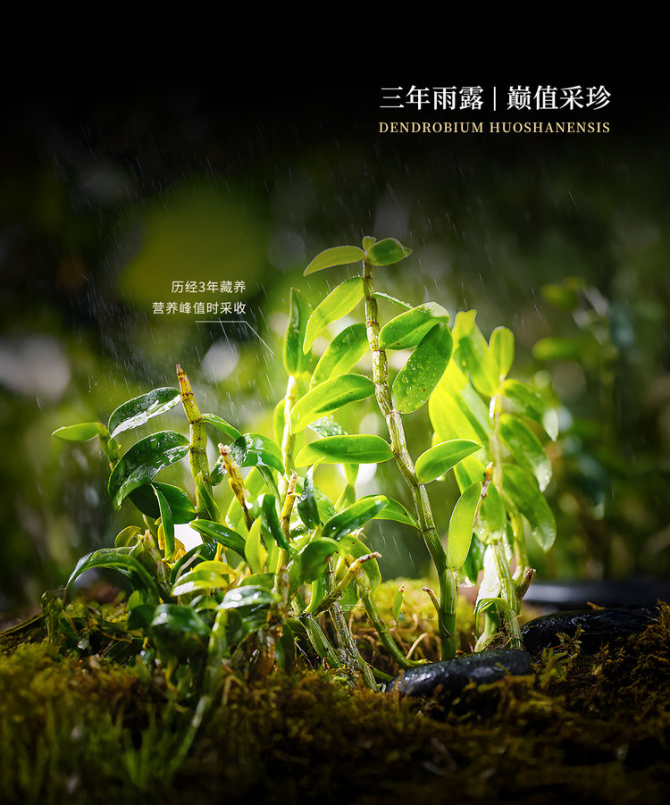 天下泽雨铁皮石斛冻干片