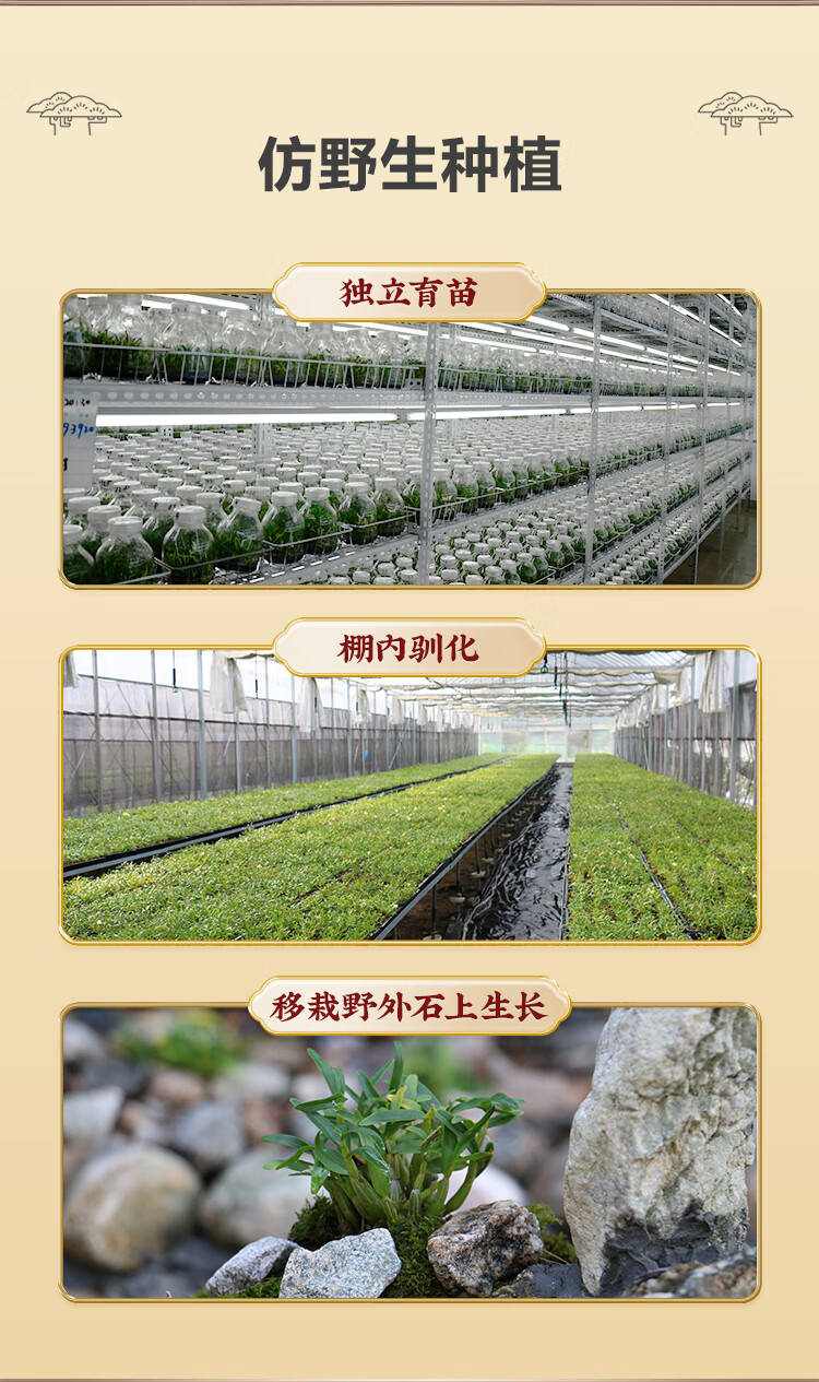 天下泽雨霍山铁皮石斛产品图