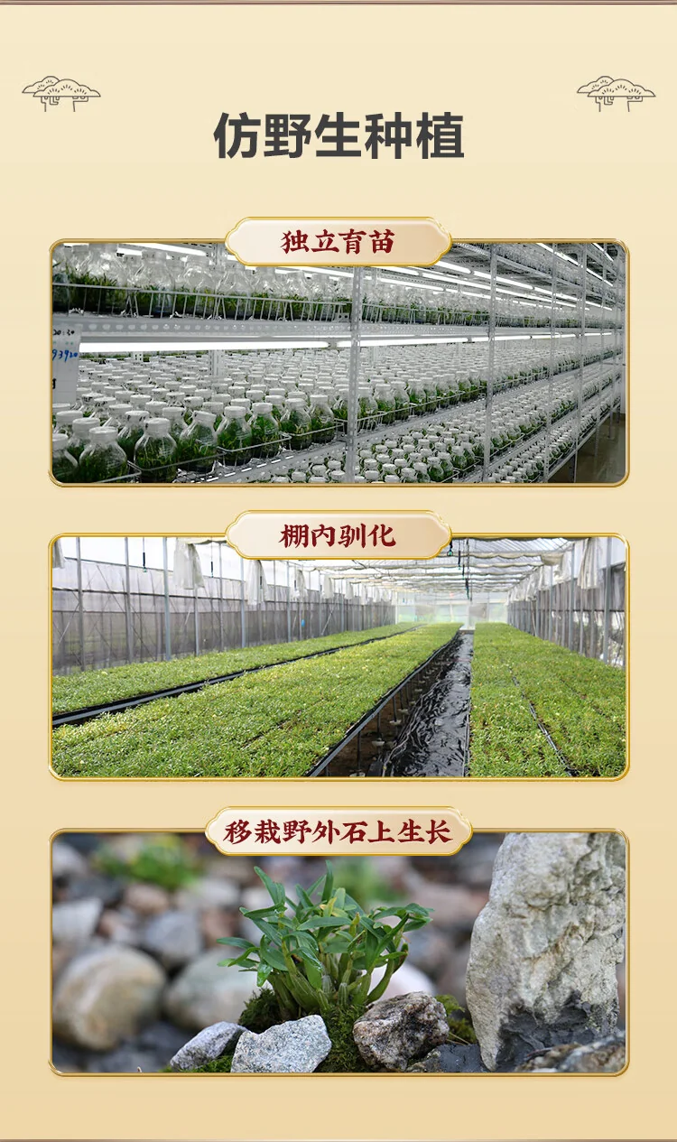 天下泽雨霍山铁皮石斛产品图