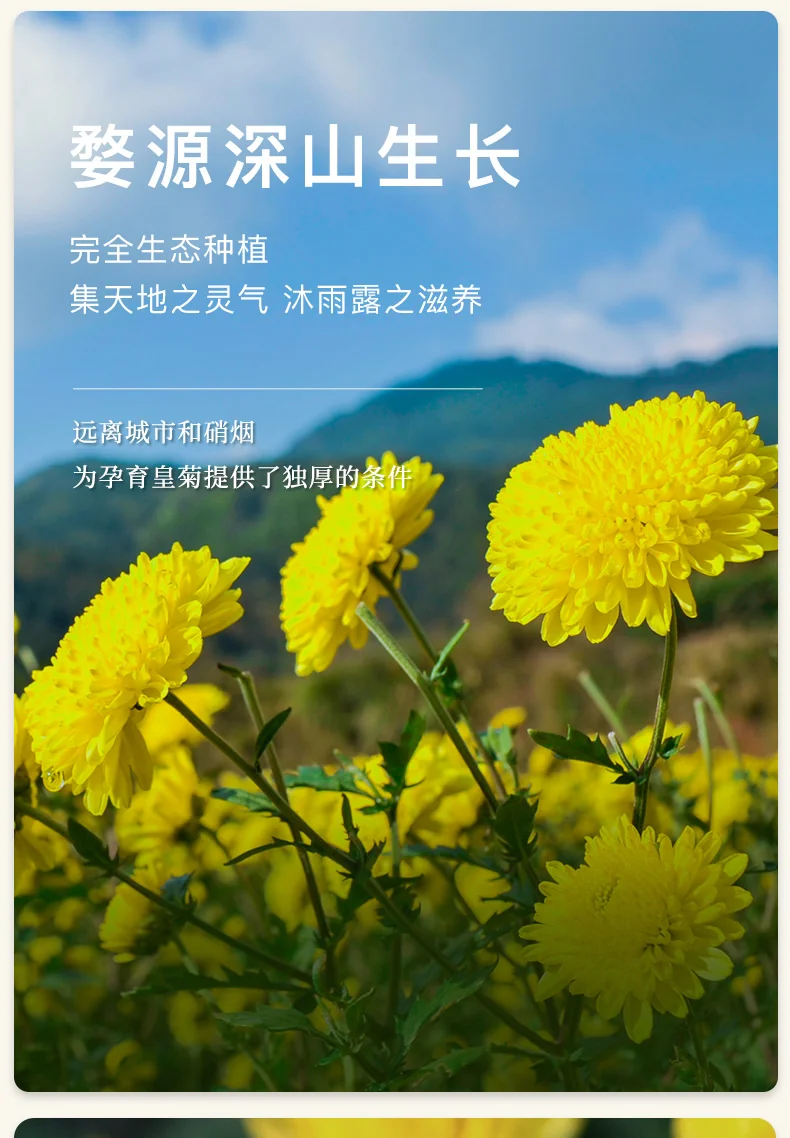 【中国直邮，时效7-15天】婺牌 婺源绣球皇菊菊花茶 江西特产花茶礼盒 金丝皇菊特级茶 婺源皇菊花王 两盒装 48朵 详情图 3
