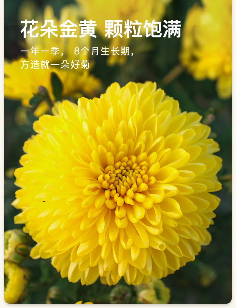 【中国直邮，时效7-15天】婺牌 婺源绣球皇菊菊花茶 江西特产花茶礼盒 金丝皇菊特级茶 婺源皇菊花王 两盒装 48朵 详情图 4