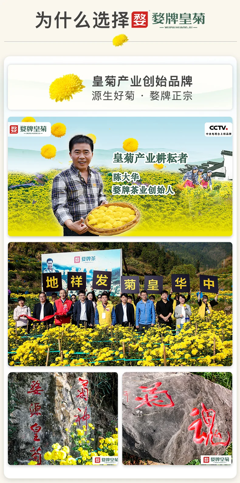 【中国直邮，时效7-15天】婺牌 婺源绣球皇菊菊花茶 江西特产花茶礼盒 金丝皇菊特级茶 婺源皇菊花王 两盒装 48朵 详情图 8