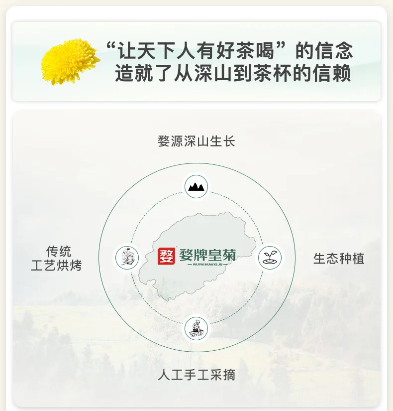 【中国直邮，时效7-15天】婺牌 婺源绣球皇菊菊花茶 江西特产花茶礼盒 金丝皇菊特级茶 婺源皇菊花王 两盒装 48朵 详情图 9
