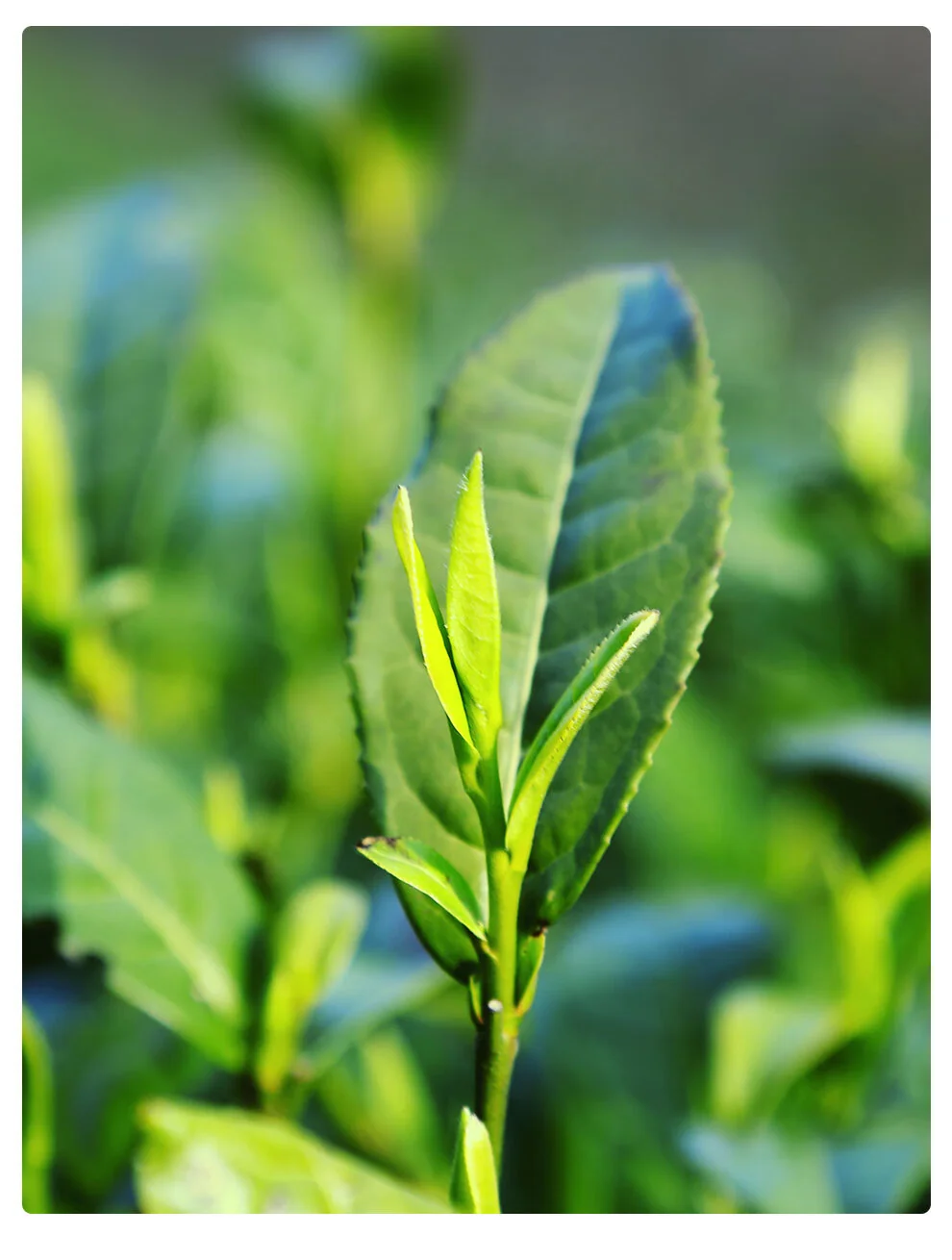 China Direct Shipping, Time Limit 10-15 days Wenxin Green Tea 1915 Xinyang Mao Jian Premium 160g 2024 Mingqian Gift Set New Tea Listing detail image 8