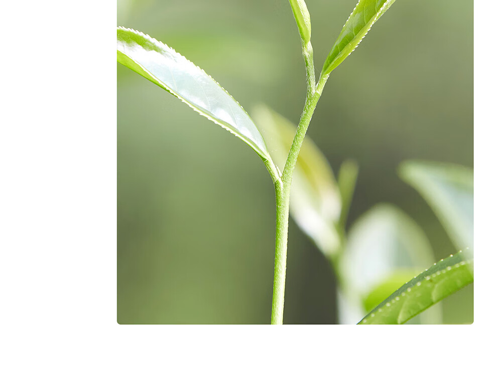 小罐茶大红袍产品图