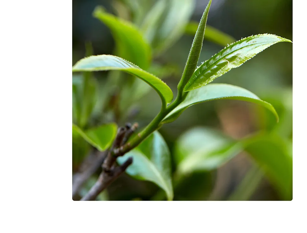 小罐茶普洱茶产品图