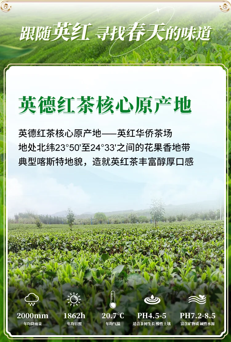 【中国直邮，时效10-15天】英红牌红茶 春茶英红九号有机红茶 大份量罐装250g 节日送礼自饮 detail image 2