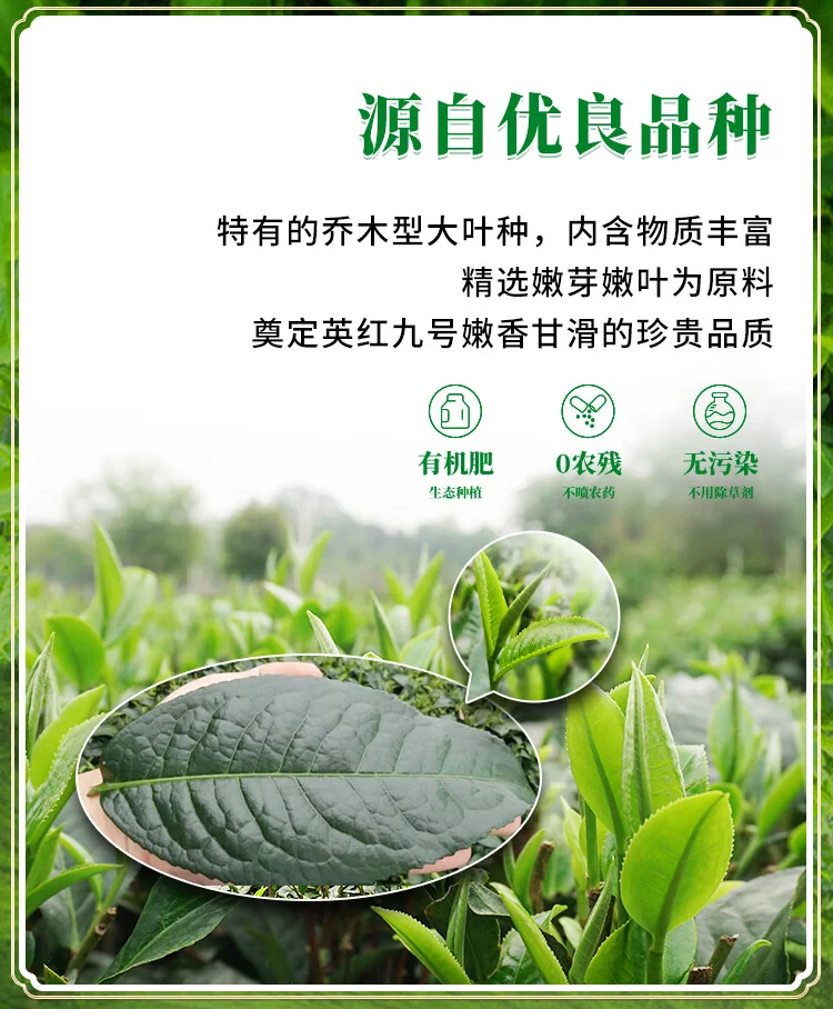【中国直邮，时效10-15天】英红牌红茶 春茶英红九号有机红茶 大份量罐装250g 节日送礼自饮 detail image 3
