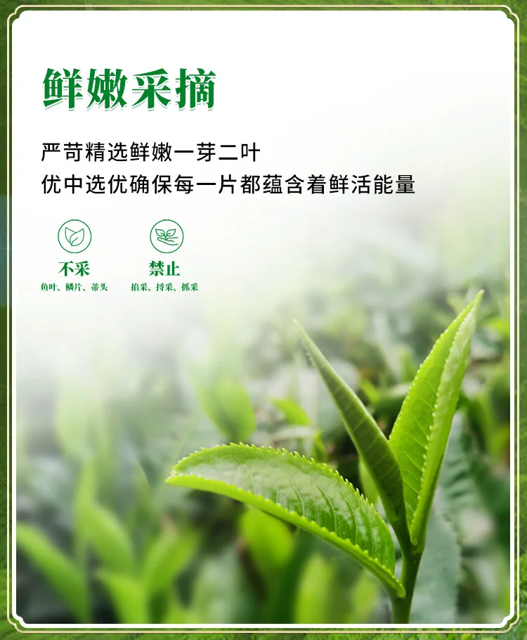 【中国直邮，时效10-15天】英红牌红茶 春茶英红九号有机红茶 大份量罐装250g 节日送礼自饮 detail image 4