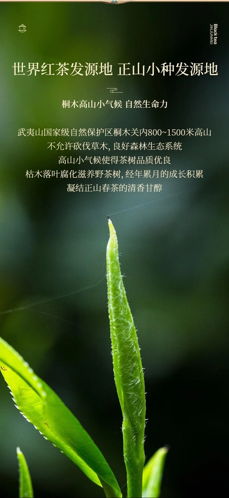 正山堂金骏眉礼盒特级红茶产品图