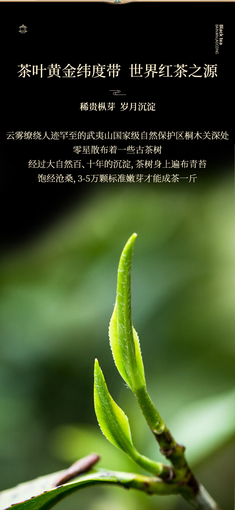 正山堂正山小种红茶产品图