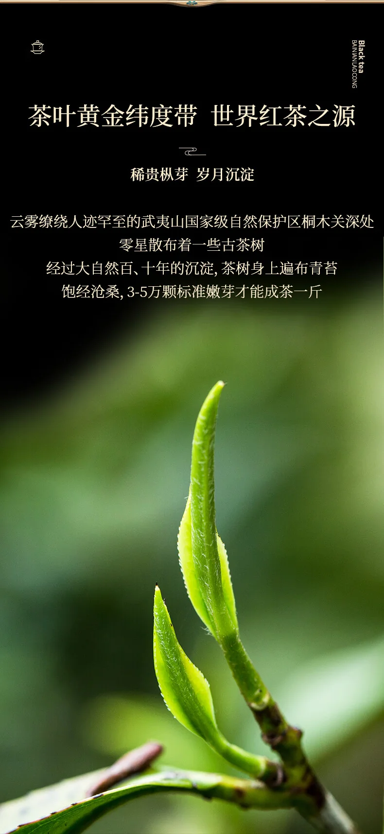 正山堂正山小种红茶产品图