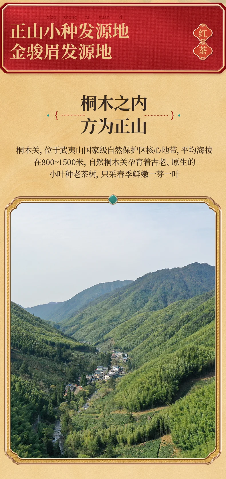 Zhengshantang, Yin Junmei, Wuyi Black Tea, Canned, 50g detail image 6