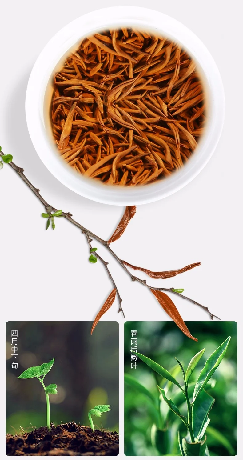 BESTLEAFTEA Organic Black Tea Golden Junmei Black Tea 3.5OZ detail image 8